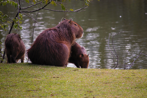 Female capybara and her young sitting on a grassy bank with rippling waters - MOGI DAS CRUZES, SAO PAULO, BRAZIL.
