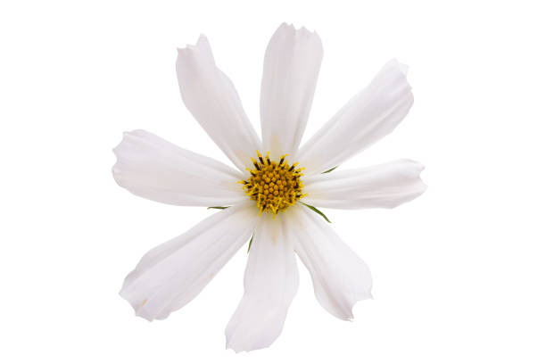 istock cosmea flower isolated 1415633845