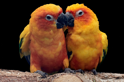 Sun parakeet pair in love kissing each other on a branch (Aratinga solstitialis). Parrots with yellow red plumage isolated on black background.