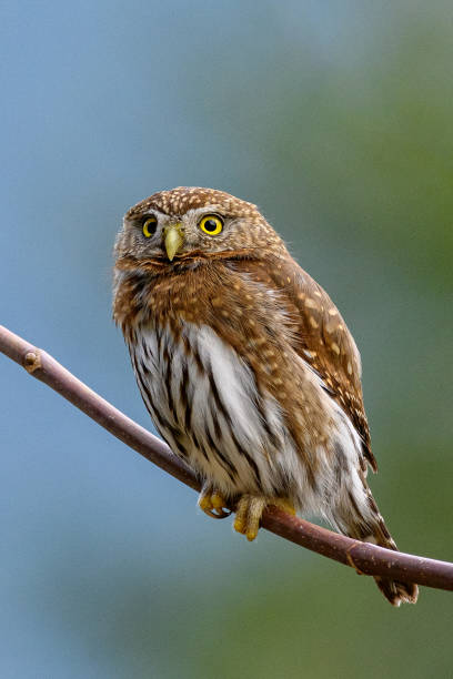 Northern pygmy owl (Glaucidium californicum) perching on a branch in British Columbia