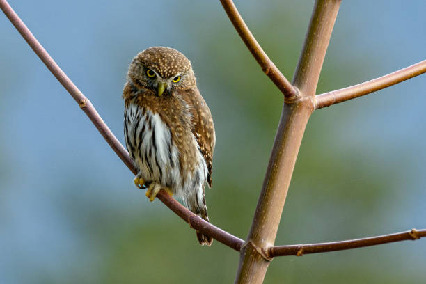 istock Northern pygmy owl (Glaucidium californicum) perching on a branch in British Columbia 1415635169