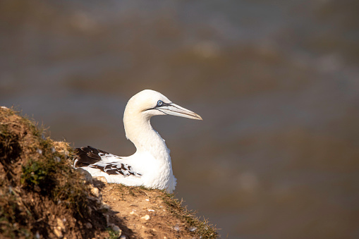 A side shoot of the head and shoulders of a Gannet sitting on the cliffs off the Yorkshire coast.