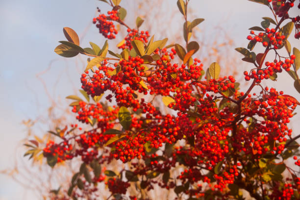 Holly, ilex aquifolium, red berries. stock photo