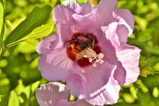 Macrophoto of a bumblebee foraging in a hibiscus flower.