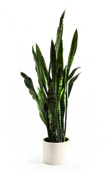 istock Potted succulent Sansevieria trifasciata isolated on white background 1415636753