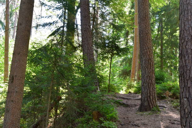 istock Beautiful forest in Franconia with sunshine 1415636838