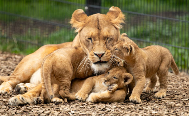 istock Female Lion and cubs 1415638526