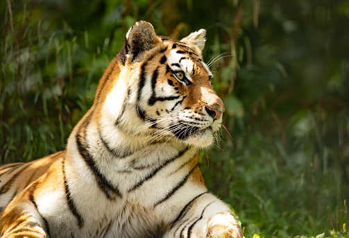 A tiger sitting in the grass and looking directly into the camera, he has a fierce look on his face.