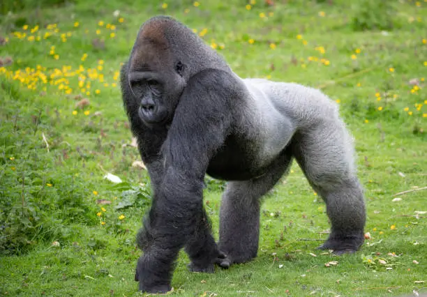 A Western Lowland Silverback Gorilla walking