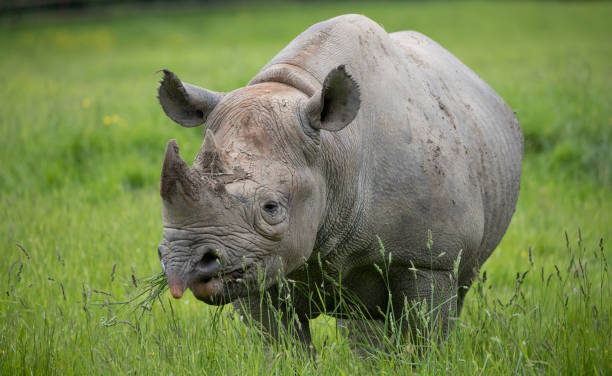 Black Rhino A Black Rhino with its Prehensile Lip prehensile tail stock pictures, royalty-free photos & images