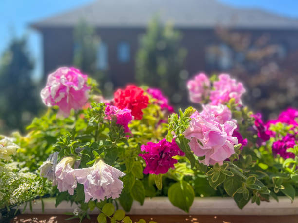 istock Compound Petunia blossoming in the sunny at the backyard deck 1415638967