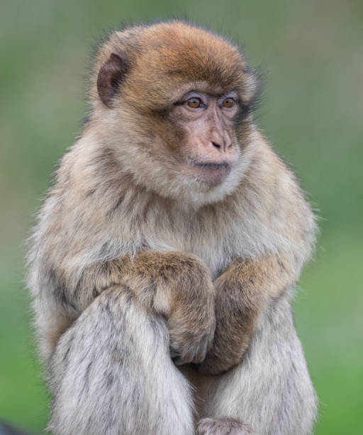Barbary Macaque A Barbary Macaque looks on barbary macaque stock pictures, royalty-free photos & images