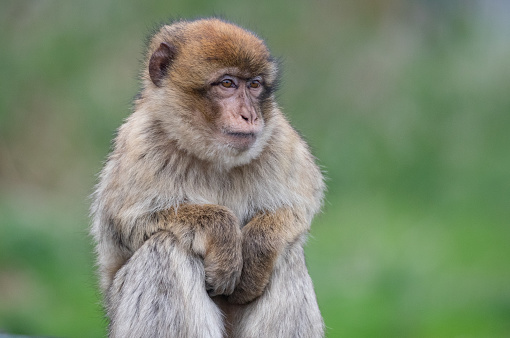 A Barbary Macaque looks on