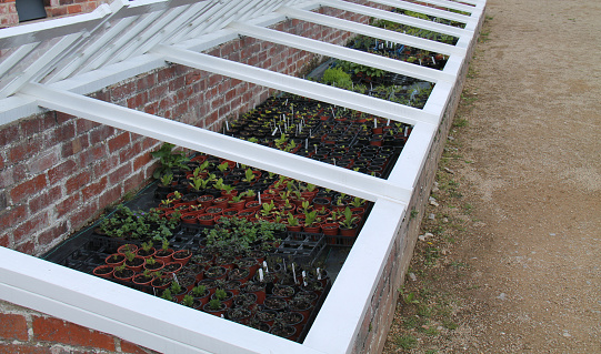 Seedling Plants Growing in a Greenhouse ColdFrame.