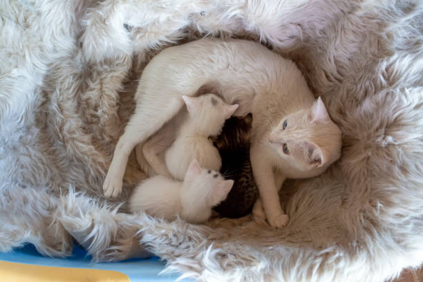 istock Mother cat and baby cats 1415640494