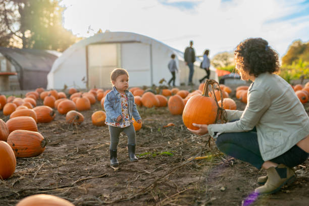 istock Gorgeous 18 month old child playing at pumpkin patch with her ethnic mom 1415641361