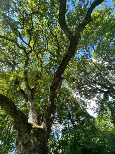Cтоковое фото Фон - зеленое дерево