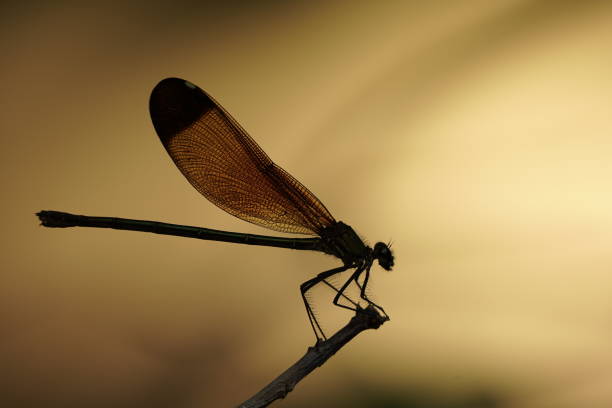istock Copper demoiselle (Calopteryx haemorrhoidalis) 1415641669