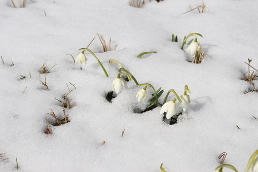 The beginning of spring. white flowers in the snow