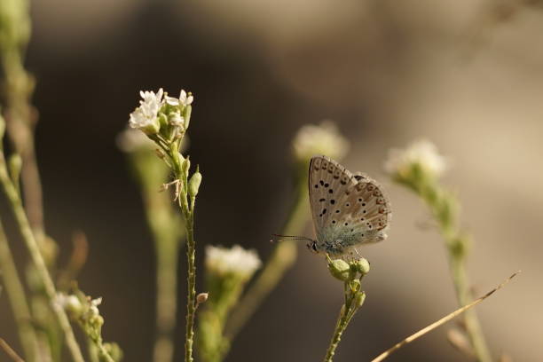 samiec chalkhill blue butterfly (lysandra coridon) spoczywający z zamkniętymi skrzydłami na dzikim kwiecie - cyrce zdjęcia i obrazy z banku zdjęć