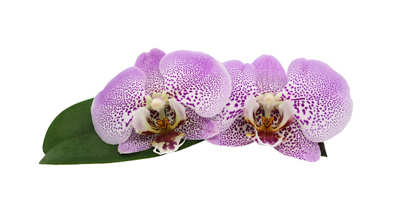 Two purple orchid flowers isolated on white background