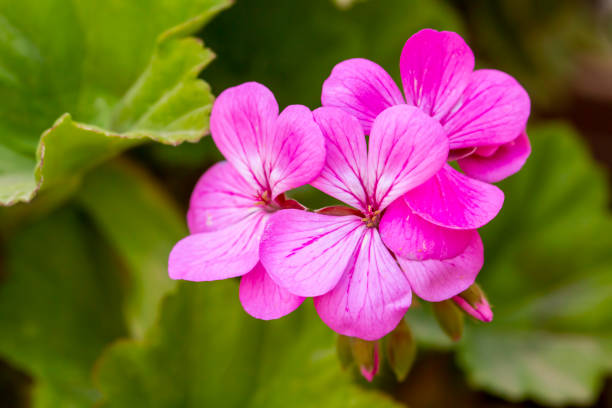 istock Pink geranium in the garden 1415642978