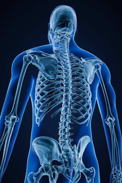 röntgenbild der hinteren oder hinteren ansicht des genauen menschlichen skelettsystems oder skeletts mit männlichen körperkonturen auf blauem hintergrund 3d-rendering-illustration. anatomie, osteologie-konzept. - x ray image x ray back low stock-fotos und bilder