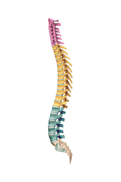 vista laterale o di profilo di accurate ossa della colonna vertebrale umana con vertebre cervicali, toraciche e lombari a colori isolate su sfondo bianco illustrazione di rendering 3d. anatomia, concetto di osteologia. - thoracic vertebrae lumbar vertebra cervical vertebrae sacrum foto e immagini stock