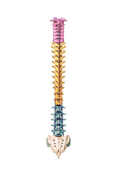 vista posteriore o posteriore di accurate ossa della colonna vertebrale umana con vertebre cervicali, toraciche e lombari a colori isolate su sfondo bianco illustrazione di rendering 3d. anatomia, concetto di osteologia. - thoracic vertebrae lumbar vertebra cervical vertebrae sacrum foto e immagini stock