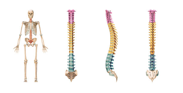 accurate spine or spinal column bones with lumbar, thoracic and cervical vertebrae in color isolated on white background 3d rendering illustration. anterior, lateral and posterior views - thoracic vertebrae lumbar vertebra cervical vertebrae sacrum imagens e fotografias de stock