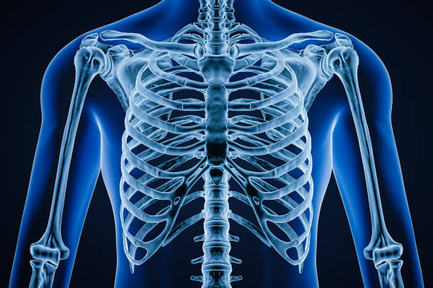 파란색 배경 3d 렌더링 그림에 성인 남성 신체 윤곽선이있는 정확한 인간 흉곽 클로즈업의 전방 또는 정면보기. 해부학, 과학, 의학, 난소학 개념. - sternum 뉴스 사진 이미지