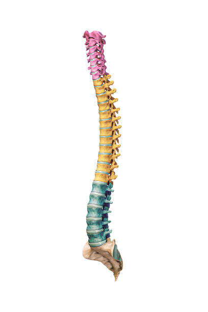 vista anteriore o frontale di tre quarti di ossa della colonna vertebrale umana accurate con vertebre cervicali, toraciche e lombari a colori isolate su sfondo bianco illustrazione di rendering 3d. concetto di anatomia. - thoracic vertebrae lumbar vertebra cervical vertebrae sacrum foto e immagini stock