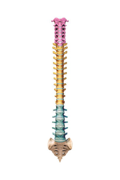 anterior or front view of accurate human spine bones with cervical, thoracic and lumbar vertebrae in color isolated on white background 3d rendering illustration. anatomy, osteology concept. - thoracic vertebrae lumbar vertebra cervical vertebrae sacrum imagens e fotografias de stock