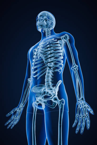 istock Xray image of low angle anterior or front view of accurate human skeletal system or skeleton with male body contours on blue background 3D rendering illustration. Anatomy, osteology concept. 1415644092