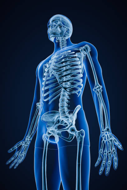 Xray image of low angle anterior or front view of accurate human skeletal system or skeleton with male body contours on blue background 3D rendering illustration. Anatomy, osteology concept. stock photo