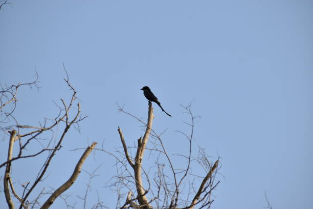 il drongo nero - drongo foto e immagini stock