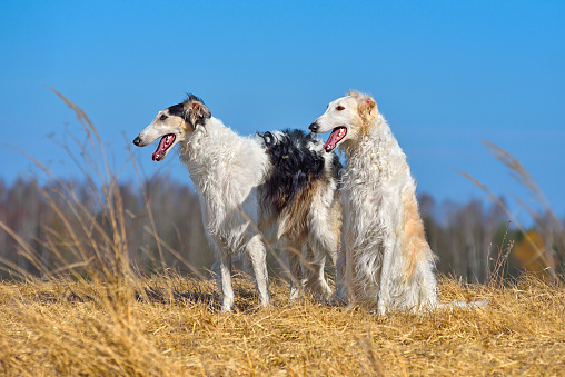 Two russian borzoi dogs against over blue sky background
