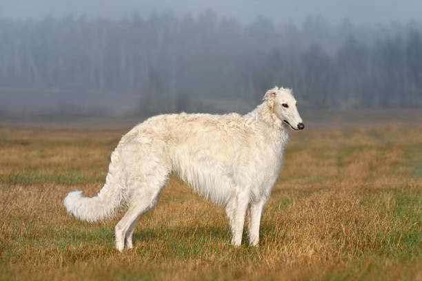 istock White beautiful russian borzoi dog 1415646200