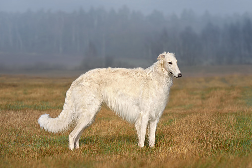 White russian borzoi dog standing on autumn field landscape in fog