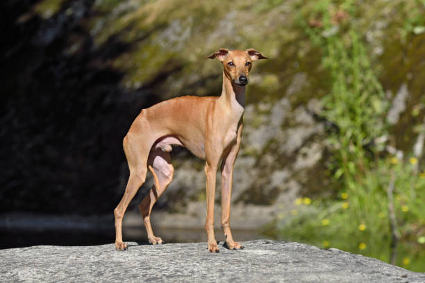 belo pequeno galgo italiano - sight hound - fotografias e filmes do acervo