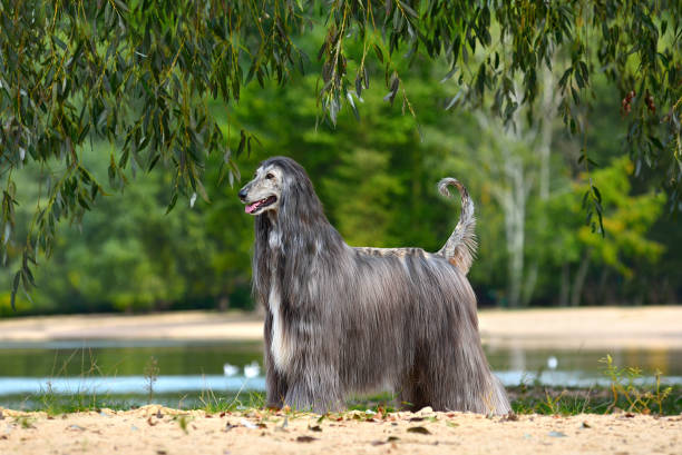 istock Beautiful fully coated Afghan Hound 1415646216