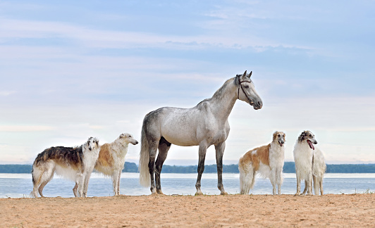 Group of russian borzoi dogs with Gray Orlov Trotter standing by the lake background