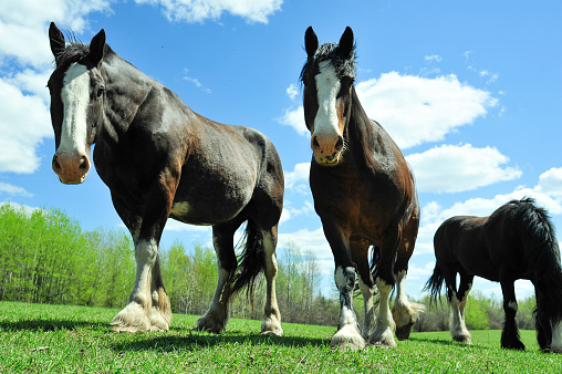 Clydesdale horses curious while grazing in summer pasture