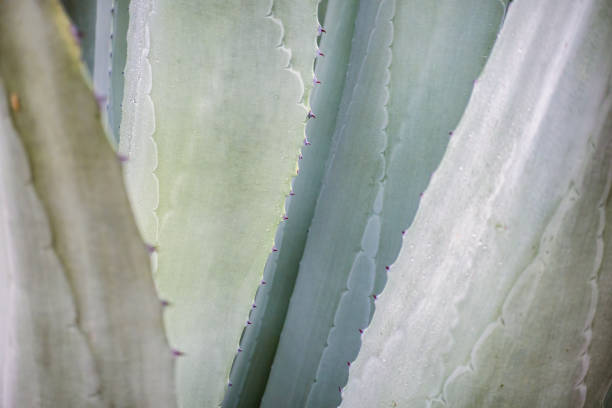 istock Cactus in mexico for wallpaper or background 1415647259