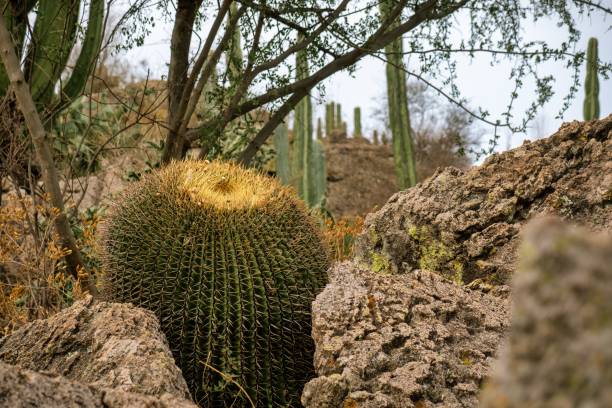 istock Cactus in mexico for wallpaper or background 1415647289