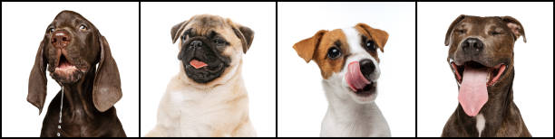 Collage. Cute, playful, smiling purebred dogs posing isolated over white studio background. Emotive animals