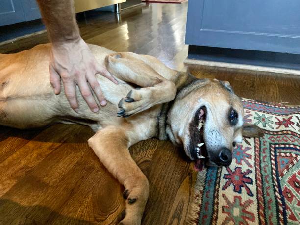 istock Happy dog getting a belly rub 1415648656