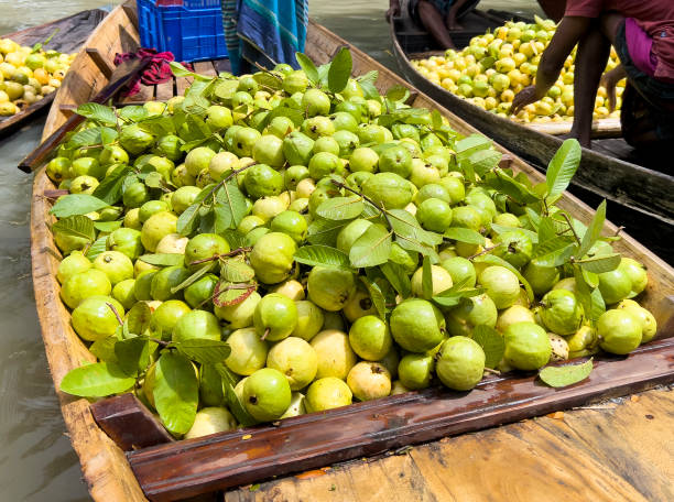 istock resh Picked Guava from Guava Orchard 1415648994