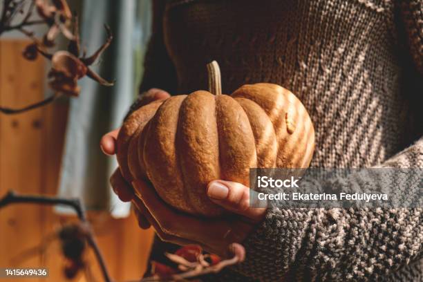 Female In Knitted Brown Woolen Sweater Holding Orange Pumpkin Cozy Autumn Vibes Fall Mood Thanksgiving Halloween Stock Photo - Download Image Now