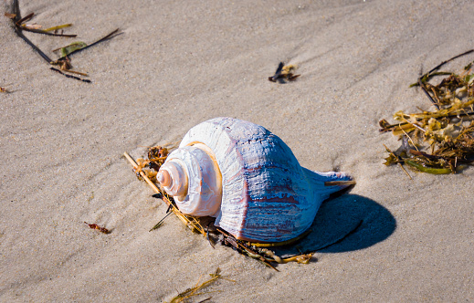 Whelk Shell on Cape Cod Beach